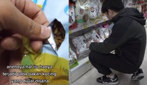 Kucing Viral Tiktok Curi Makanan