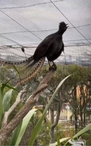 Lyrebird 2