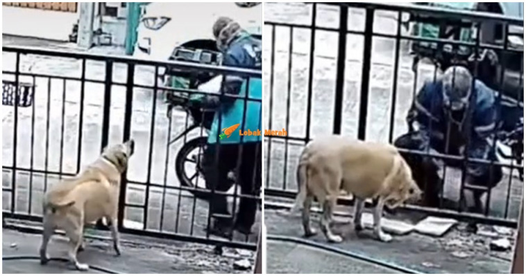 Video Abang Grab Hidang Makanan Buat Anjing Viral