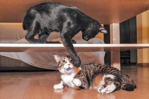 One Cat Hitting Another Cat Fight Or Aggression.jpg.optimal