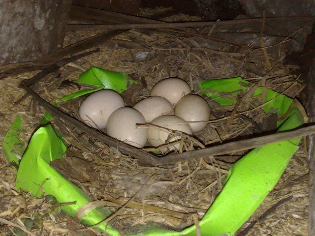 Telur Ayam Kampoeng