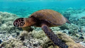 Turtles In Pulau Tengah