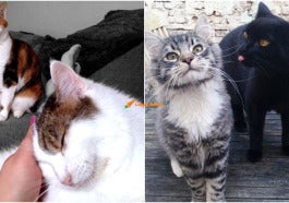 Cats 29