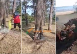 Ft Orang Bakar Pokok Tepi Pantai