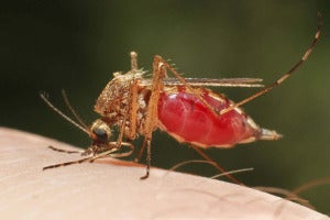 Malaria