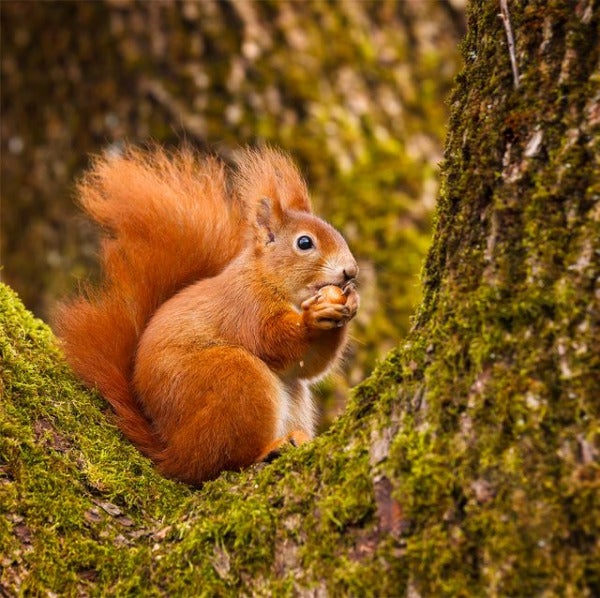 red squirrel munching on a hazel nut royalty free image 1599203407 e1633150574244