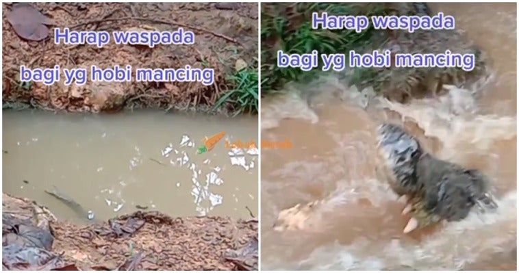 Buaya Tiktok Paya