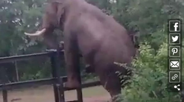 Gajah 2 e1637463351368