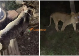 Singa TikTok Anjing FT