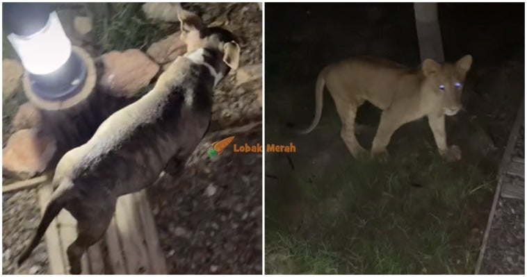Singa TikTok Anjing FT