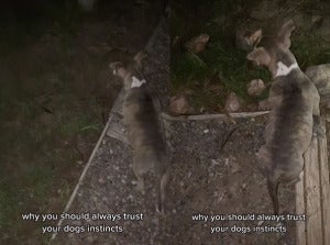 anjing TikTok