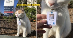 cats 1