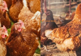 f3 ayam heart attack e1641017003853
