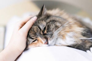 istockphoto 974827064 612x612 1