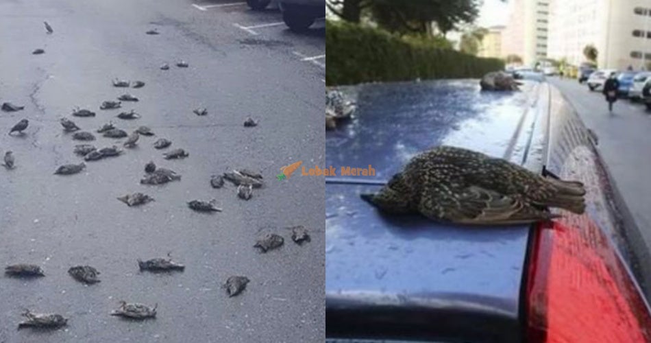 1burung