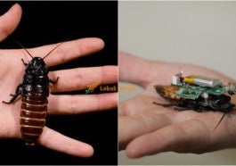 Lipas Robot