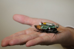 cyborg search and rescue cockroaches