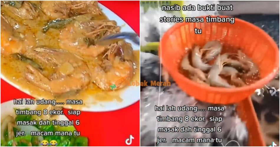 hasil tangkapan udang ronggeng ke langsung kita masak makan bareng kel