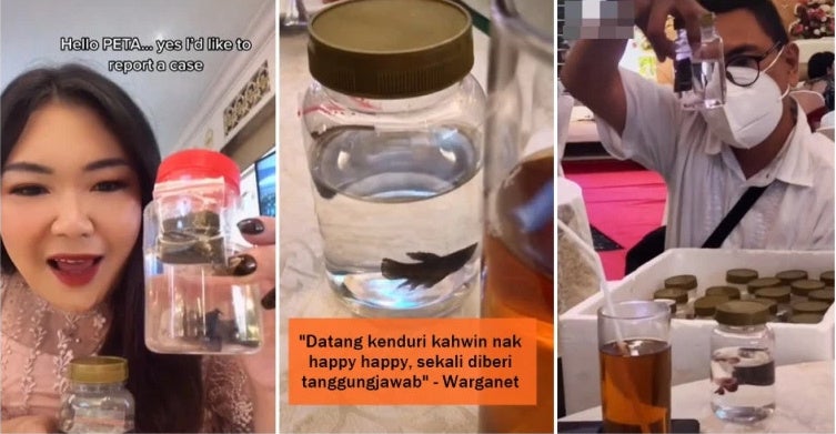 Ikan Laga