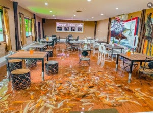 kafe ikan koi 3