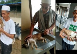 page kucing