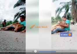 Aboi lembu manja