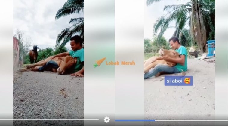 Aboi lembu manja