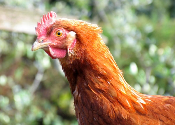 Chicken portrait e1641018430203