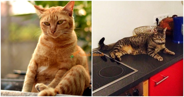 Kucing sebabkan rumah terbakar