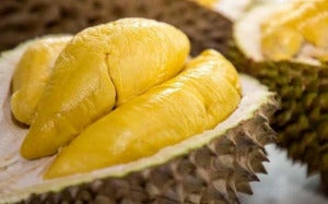 Banner Sejarah Dan Asal Usul Durian Musang King 77