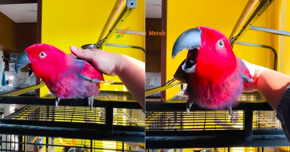 F2 Iphone Parrot