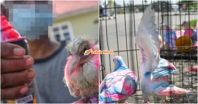 Ft Jual Merpati Pelangi 2