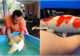 Ft Penternak Ikan Koi