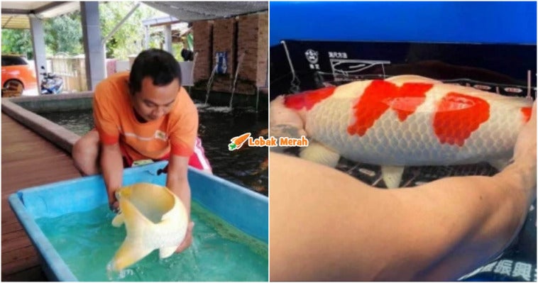 ft penternak ikan koi