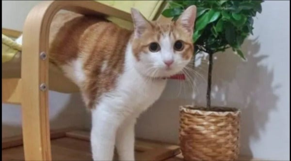 kucing hilang 1 e1643425364178