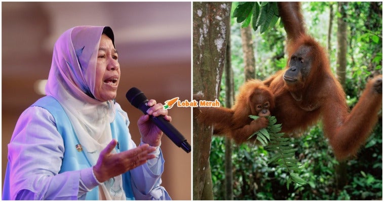 orang utan bunuh manusia dulu zuraida