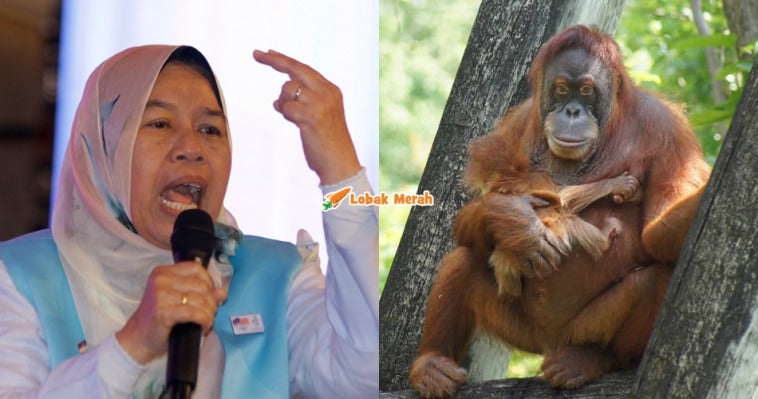 page orang utan