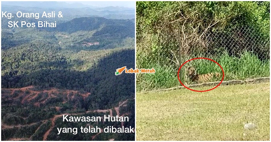 Pembalakan Dekat Dengan Pos Bihai Punca Harimau