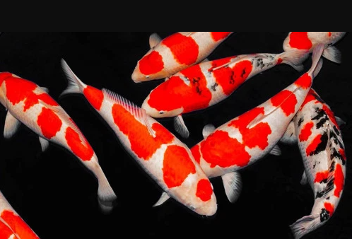 penternak ikan koi 2