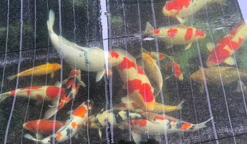 penternak ikan koi 3