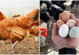 telur ayam