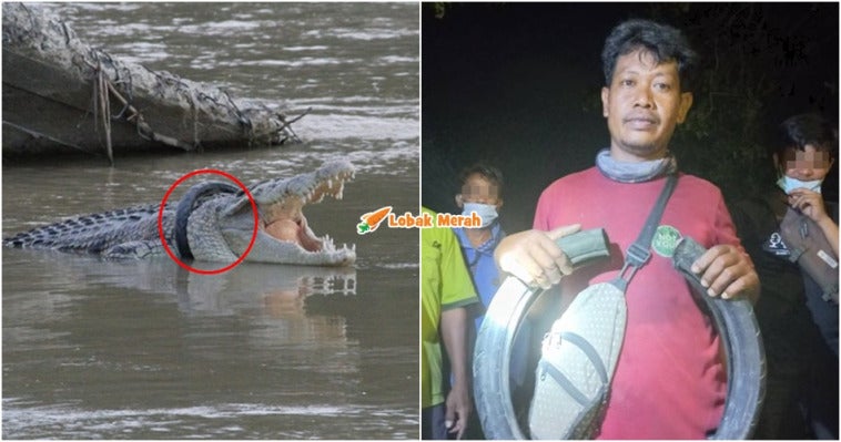 Buaya Berkalung Ban Panji Petualang Viral