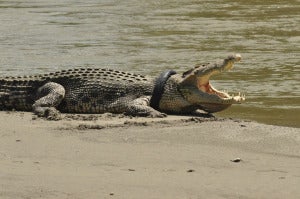 Buaya Viral Indonesia