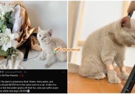 Jangan Bagi Kucing Pokok Ini