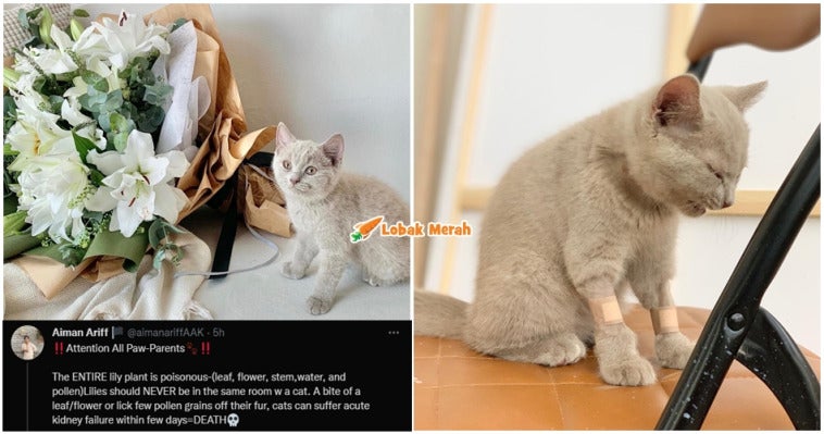Jangan Bagi Kucing Pokok Ini