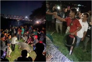 Buaya Kalung Ban