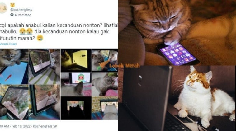 kucing gajet 1