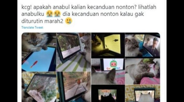 kucing gajet e1645320734342