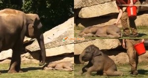 page gajah