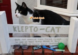 Charlie Klepto Cat